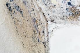 Trusted Gholson, TX Mold Removal Experts